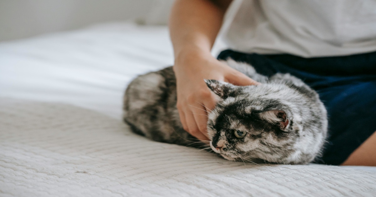 A person petting a cat while sitting on a bed.