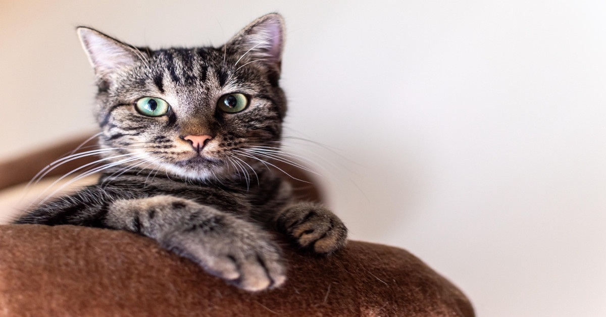 A cat resting on the couch.