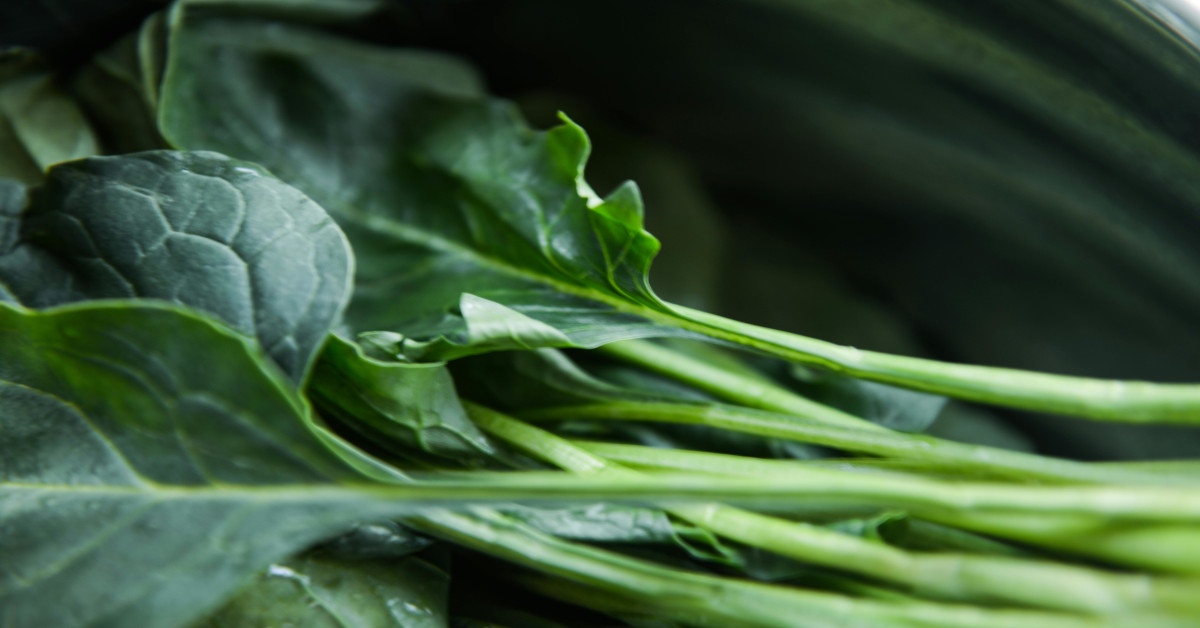 Image of green plants.