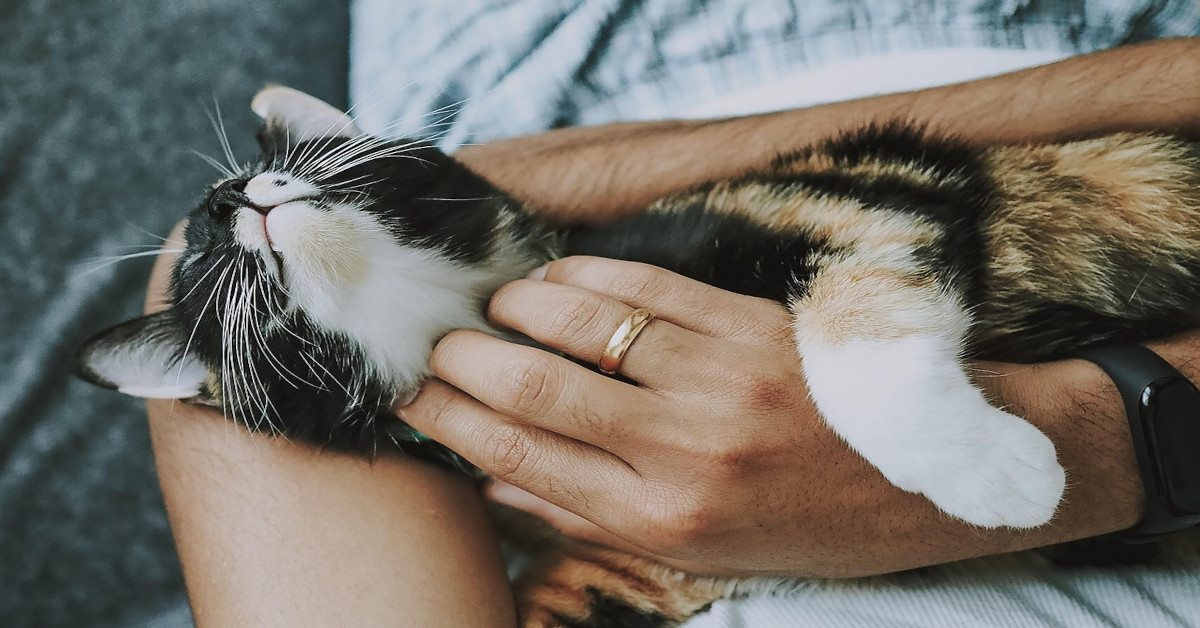 A woman holding a cat in her hands while petting the cat.